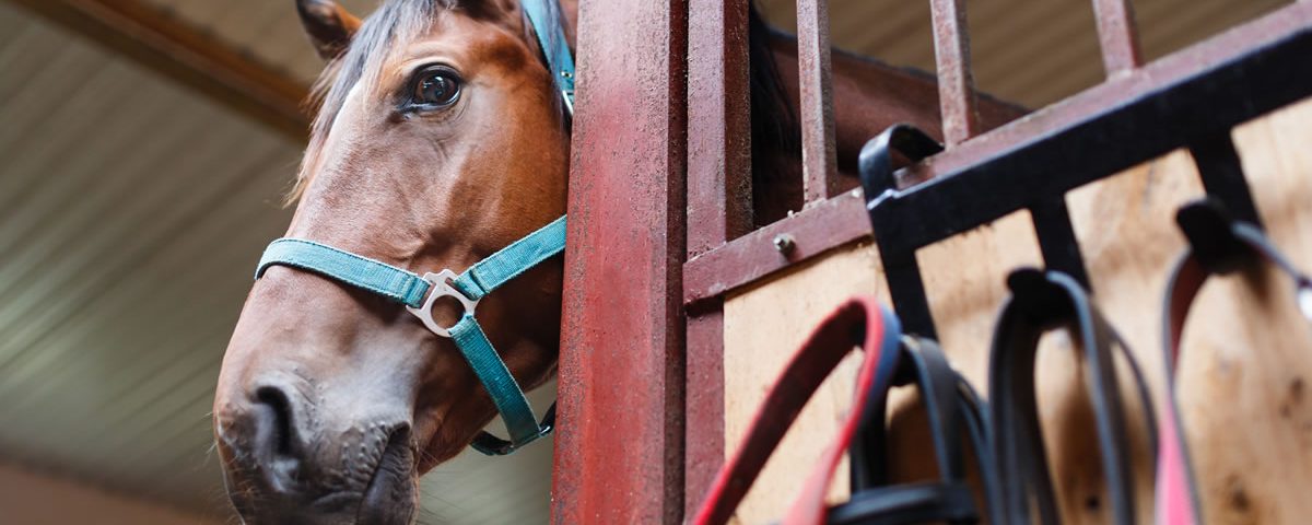 Equine Consultancy Services Featured Image