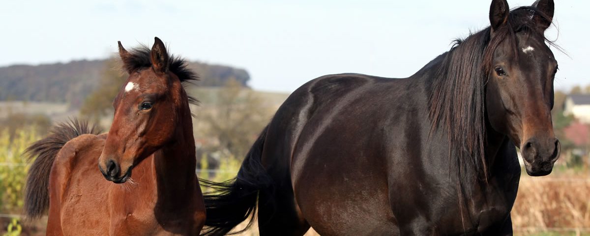 Bio The National Professional Veterinary Physiotherapist Conference