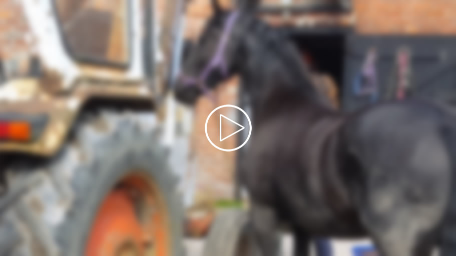 Instinctive Horse Training 11 (Video) Hover