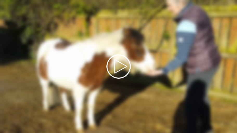Instinctive Horse Training 12 (Video) Hover