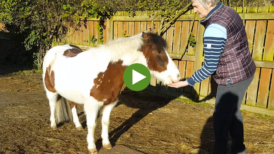 Instinctive Horse Training 12 (Video)