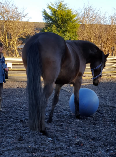 Instinctive Horse Training 16
