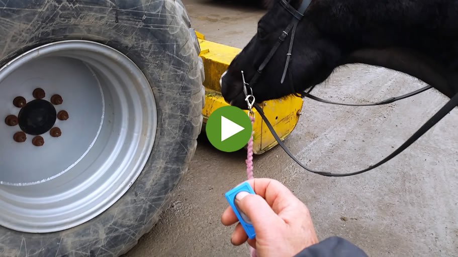 Instinctive Horse Training 5 (Video)